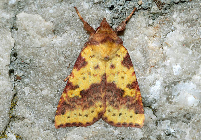 Noctuidae rossastra da ID - Xanthia (Cirrhia) gilvago